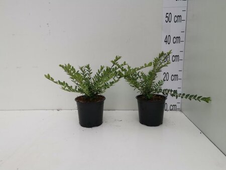 Lonicera pileata 'Moss Green' geen maat specificatie cont. 1L - afbeelding 3