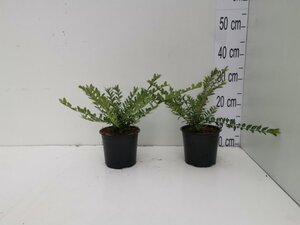 Lonicera pileata 'Moss Green' geen maat specificatie cont. 1L - afbeelding 3