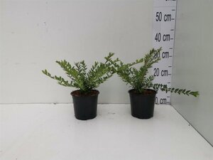 Lonicera pileata 'Moss Green' geen maat specificatie cont. 1L