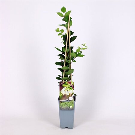 Lonicera purpusii 'Winter Beauty' 70 cm vierkant 2L