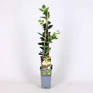 Lonicera purpusii 'Winter Beauty' 70 cm vierkant 2L