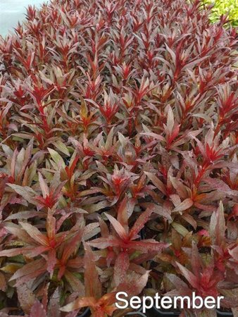 Lobelia 'Queen Victoria' geen maat specificatie cont. 2,0L - afbeelding 5