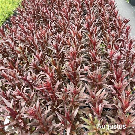 Lobelia 'Queen Victoria' geen maat specificatie cont. 2,0L - image 2
