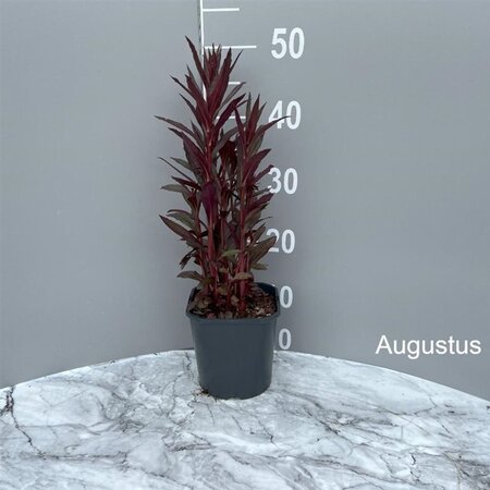 Lobelia 'Queen Victoria' geen maat specificatie cont. 2,0L - image 3