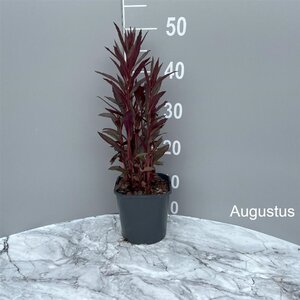 Lobelia 'Queen Victoria' geen maat specificatie cont. 2,0L - image 3