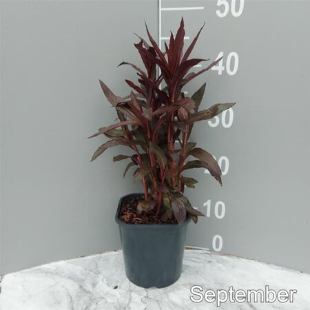 Lobelia 'Queen Victoria' geen maat specificatie cont. 2,0L - image 4