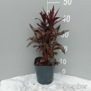 Lobelia 'Queen Victoria' geen maat specificatie cont. 2,0L - image 4