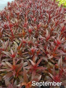 Lobelia 'Queen Victoria' geen maat specificatie cont. 2,0L - image 5