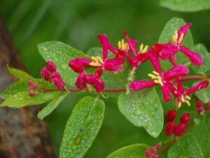 Lonicera tatar. 'Arnold Red' geen maat specificatie cont. 3,0L
