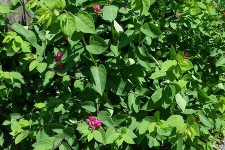 Lonicera tatar. 'Arnold Red' geen maat specificatie wortelgoed 3-5 tak struik - afbeelding 2