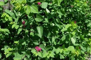 Lonicera tatar. 'Arnold Red' geen maat specificatie wortelgoed 3-5 tak struik - afbeelding 2