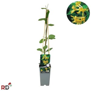 Lonicera tellmanniana 70 cm vierkant 2L - afbeelding 1