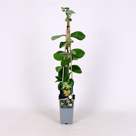 Lonicera tellmanniana 70 cm vierkant 2L