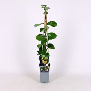 Lonicera tellmanniana 70 cm vierkant 2L