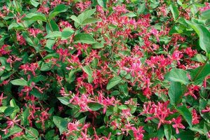 Lonicera tatar. 'Hack's Red' geen maat specificatie wortelgoed 3-5 tak struik