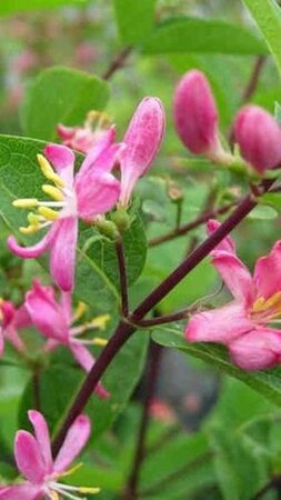Lonicera tatar. 'Hack's Red' geen maat specificatie wortelgoed 3-5 tak struik - afbeelding 2