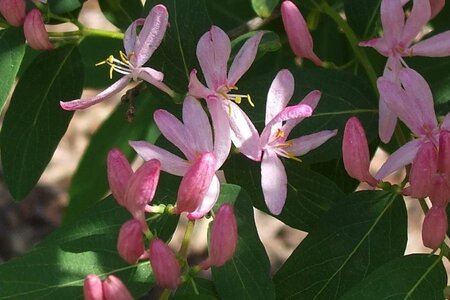 Lonicera tatar. 'Rosea' geen maat specificatie cont. 3,0L - afbeelding 1