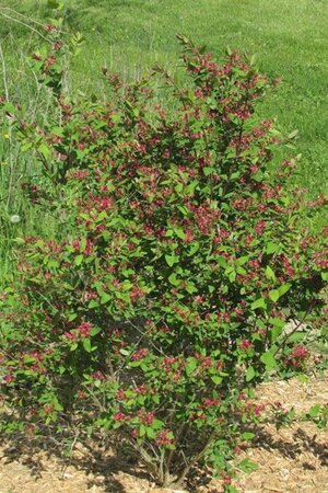 Lonicera tatar. 'Rosea' geen maat specificatie wortelgoed 3-5 tak struik - afbeelding 2