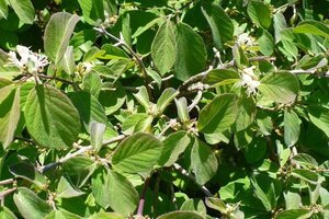 Lonicera xyl. 'Clavey's Dwarf' 40-60 cm met kluit - afbeelding 3