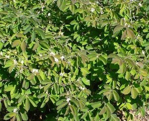 Lonicera xyl. 'Clavey's Dwarf' 60-70 cm cont. 5,0L - afbeelding 2