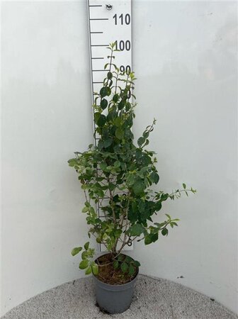 Lonicera xyl. 'Clavey's Dwarf' 80-100 cm cont. 5,0L - afbeelding 1