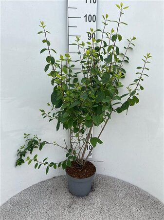 Lonicera xyl. 'Clavey's Dwarf' 80-100 cm cont. 5,0L - afbeelding 2