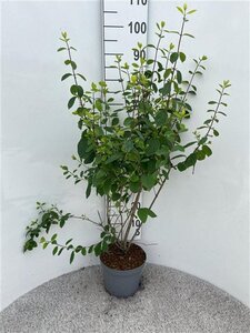 Lonicera xyl. 'Clavey's Dwarf' 80-100 cm cont. 5,0L - afbeelding 2