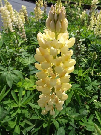Lupinus 'Chandelier' geen maat specificatie 0,55L/P9cm - afbeelding 1