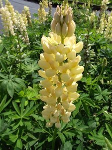 Lupinus 'Chandelier' geen maat specificatie 0,55L/P9cm