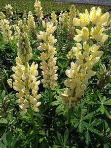 Lupinus 'Chandelier' geen maat specificatie 0,55L/P9cm - afbeelding 2