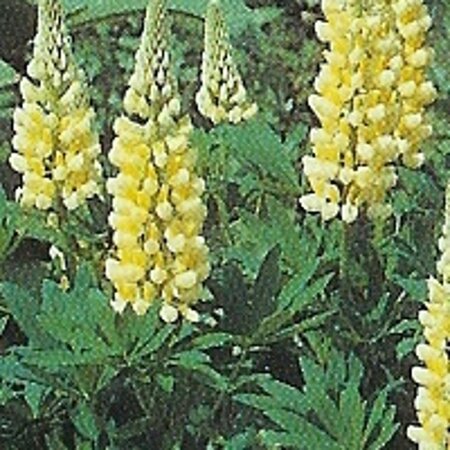 Lupinus 'Chandelier' geen maat specificatie 0,55L/P9cm - afbeelding 3