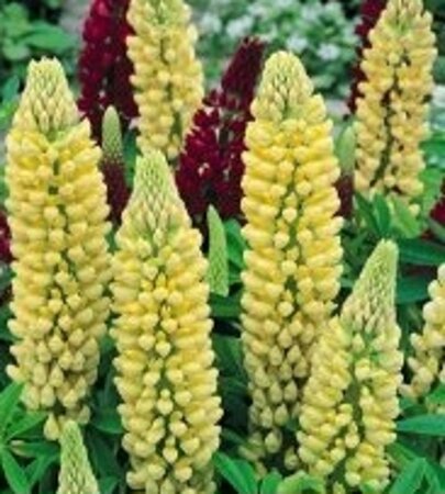 Lupinus 'Chandelier' geen maat specificatie 0,55L/P9cm - afbeelding 4