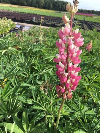 Lupinus 'Gallery Pink' geen maat specificatie 0,55L/P9cm - afbeelding 2