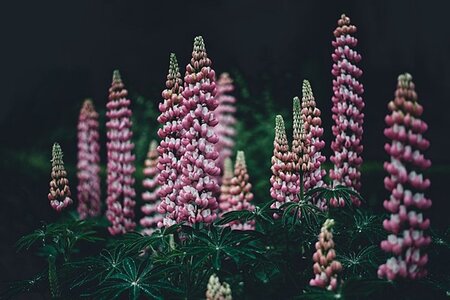 Lupinus 'Gallery Pink' geen maat specificatie 0,55L/P9cm - afbeelding 1