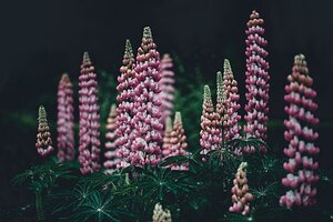 Lupinus 'Gallery Pink' geen maat specificatie 0,55L/P9cm