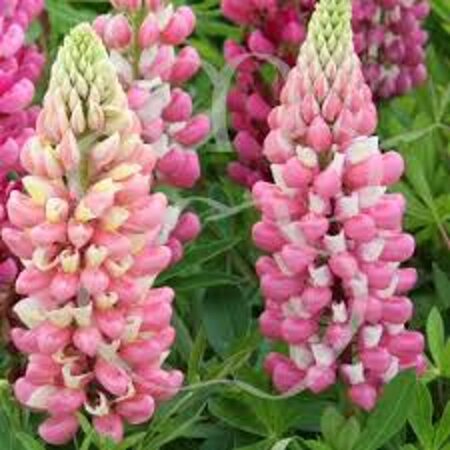 Lupinus 'Gallery Pink' geen maat specificatie 0,55L/P9cm - afbeelding 2