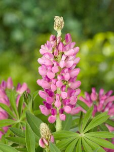Lupinus 'Gallery Pink' geen maat specificatie 0,55L/P9cm - afbeelding 3