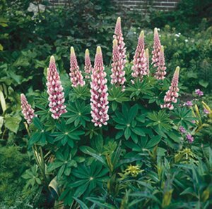 Lupinus 'Gallery Pink' geen maat specificatie 0,55L/P9cm - afbeelding 4