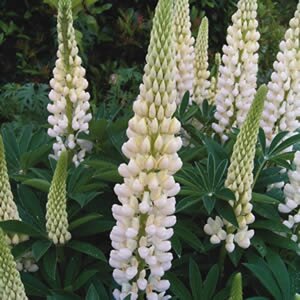 Lupinus 'Gallery White' geen maat specificatie 0,55L/P9cm - afbeelding 2