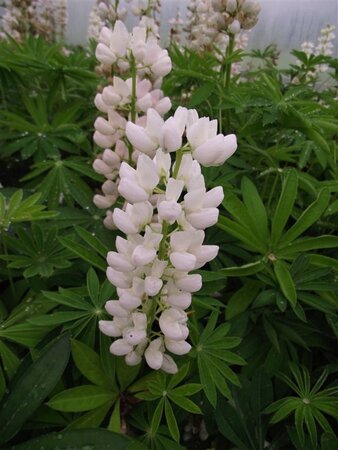 Lupinus 'Gallery White' geen maat specificatie 0,55L/P9cm - afbeelding 3
