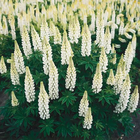 Lupinus 'Gallery White' geen maat specificatie 0,55L/P9cm - afbeelding 4
