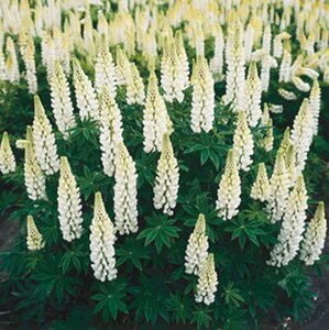 Lupinus 'Gallery White' geen maat specificatie 0,55L/P9cm - afbeelding 4