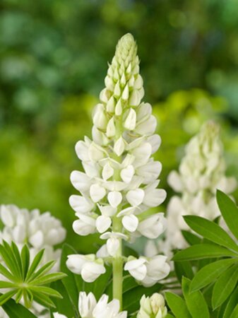 Lupinus 'Gallery White' geen maat specificatie 0,55L/P9cm - afbeelding 5