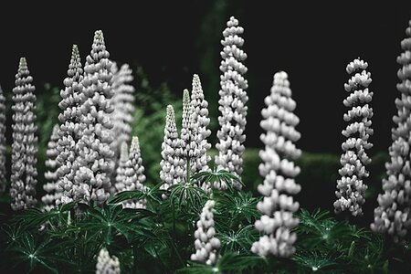 Lupinus 'Gallery White' geen maat specificatie 0,55L/P9cm