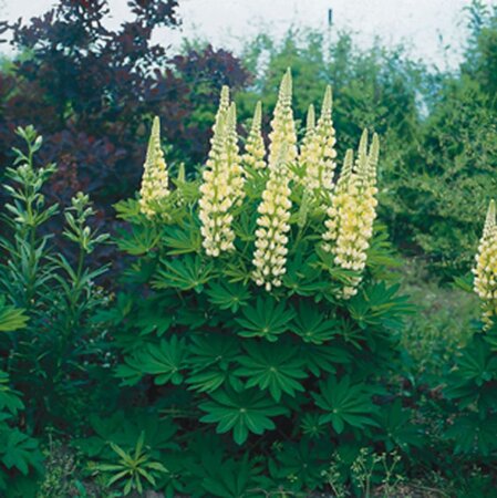 Lupinus 'Gallery Yellow' geen maat specificatie 0,55L/P9cm - afbeelding 1