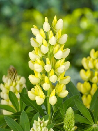 Lupinus 'Gallery Yellow' geen maat specificatie 0,55L/P9cm - afbeelding 2
