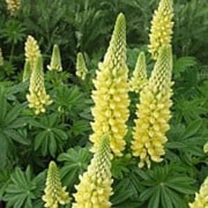 Lupinus 'Gallery Yellow' geen maat specificatie 0,55L/P9cm - afbeelding 3