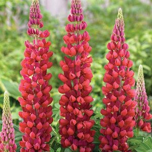 Lupinus 'My Castle' geen maat specificatie 0,55L/P9cm