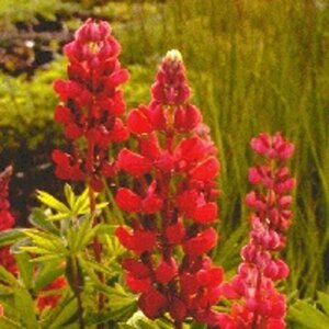Lupinus 'My Castle' geen maat specificatie 0,55L/P9cm - afbeelding 2