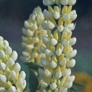 Lupinus 'Noble Maiden' geen maat specificatie 0,55L/P9cm